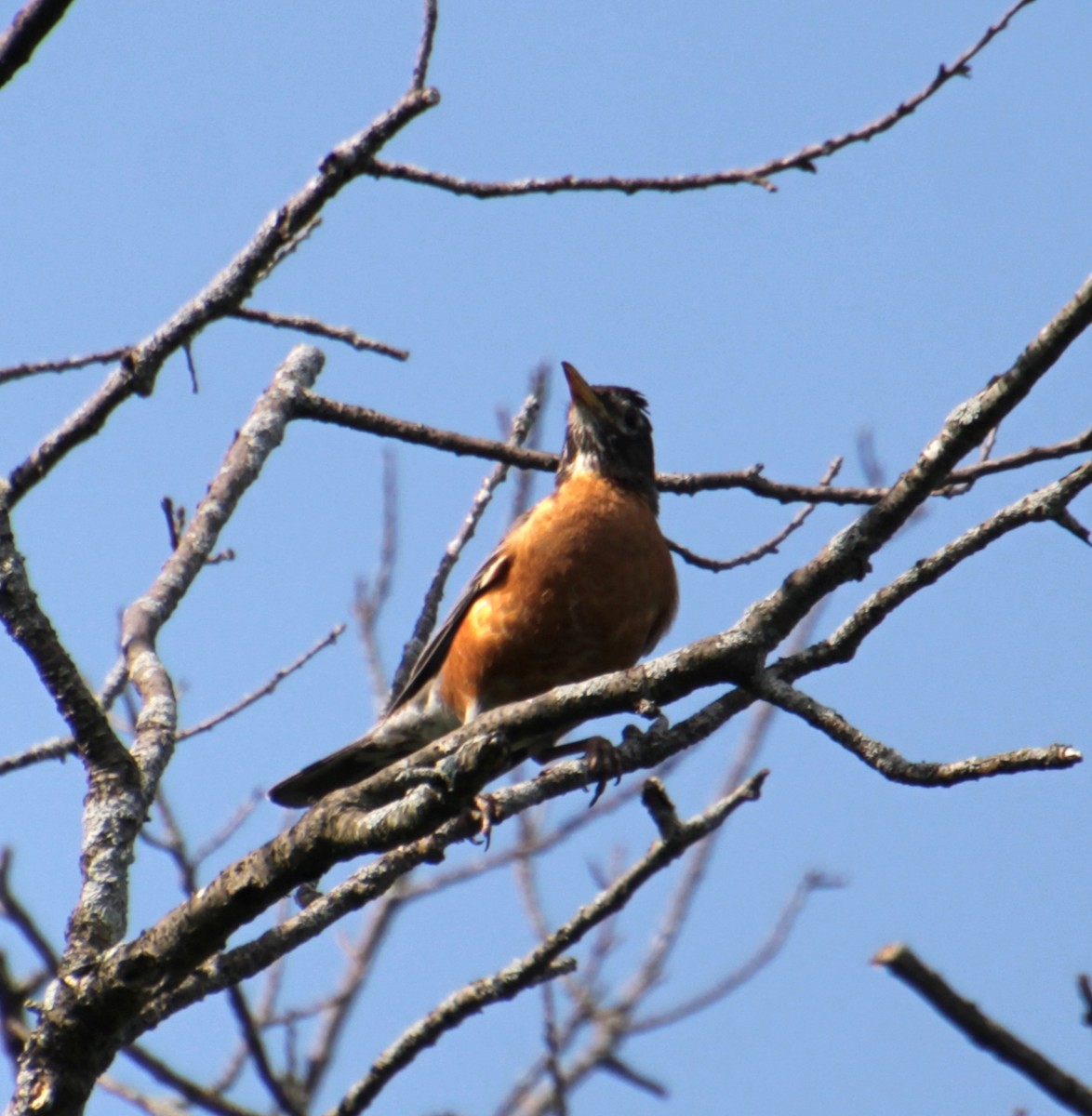 American Robin - ML621797016