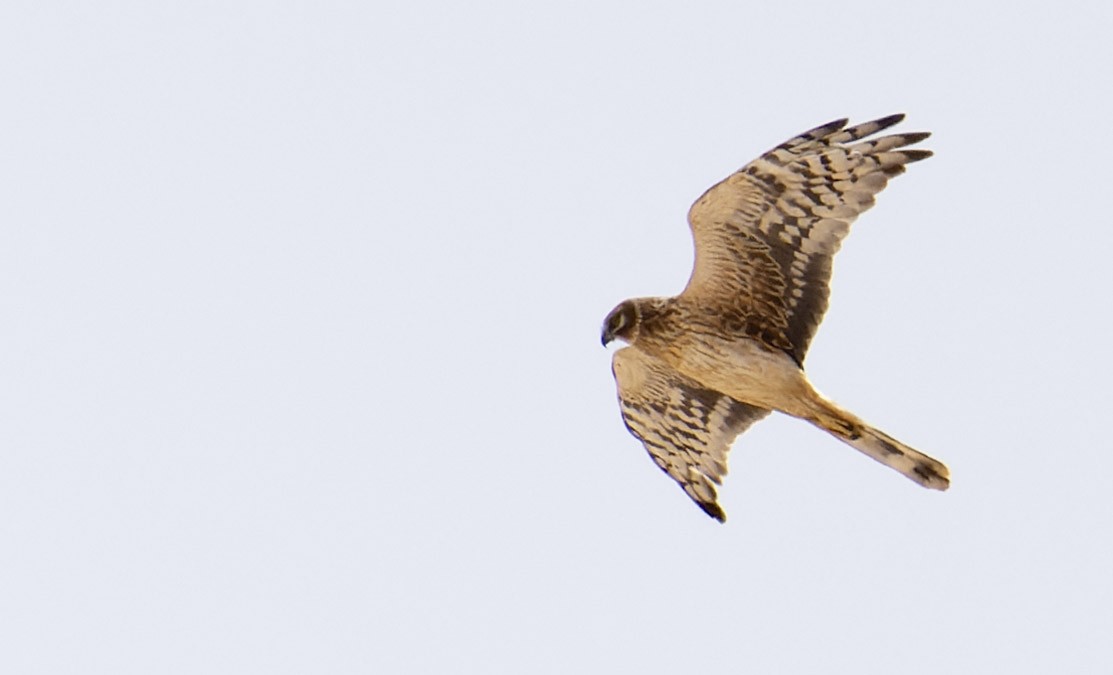 Pallid Harrier - ML621797028