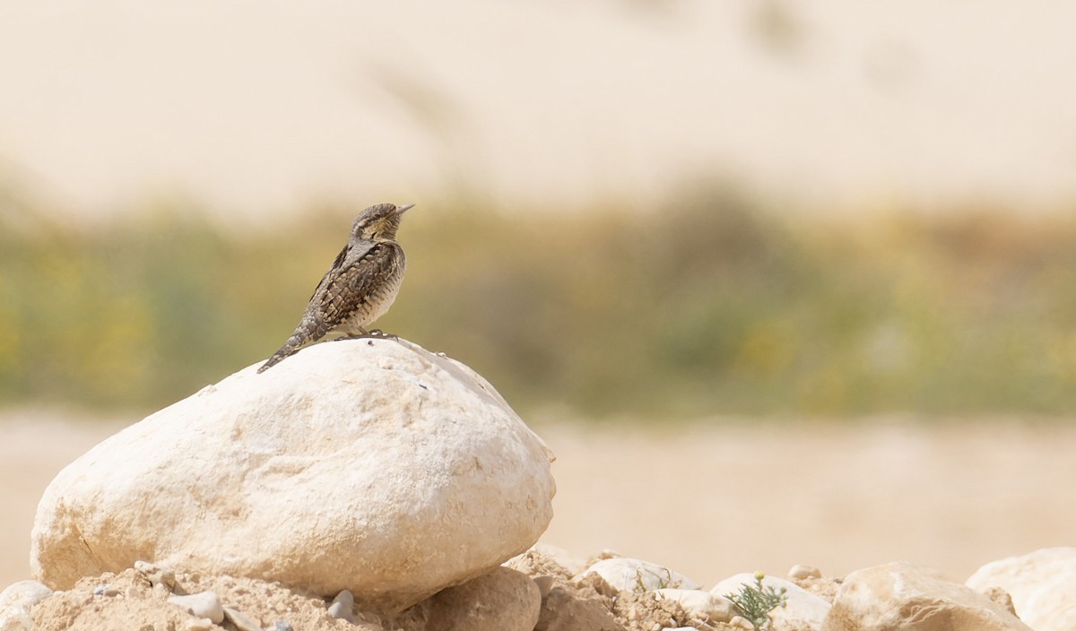 Eurasian Wryneck - ML621797031