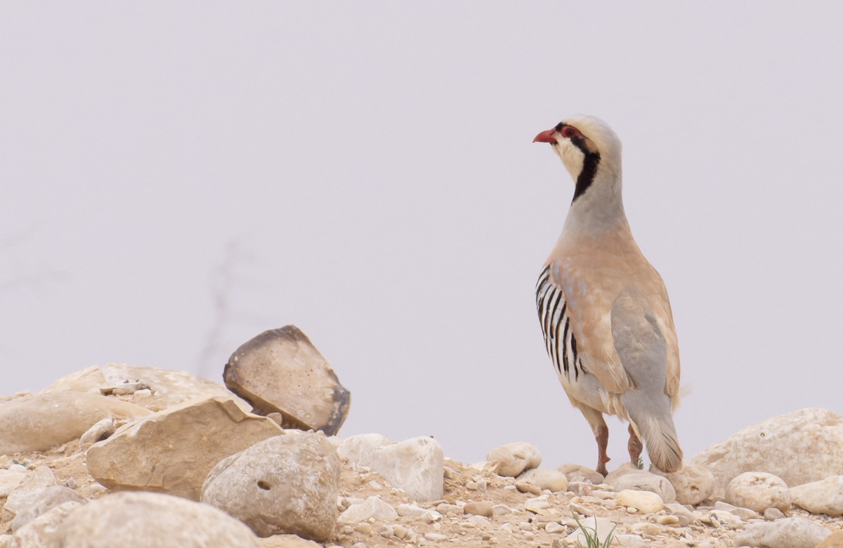 Chukar - ML621797053