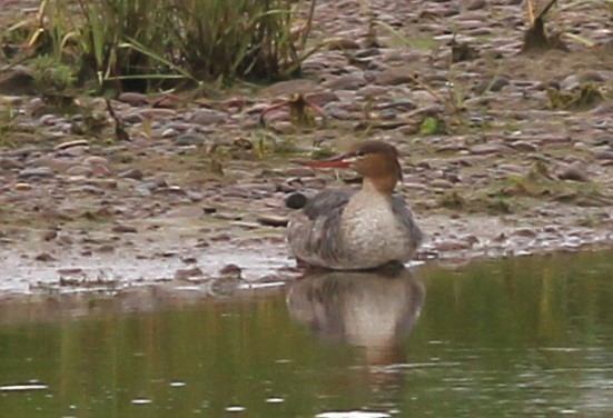 Red-breasted Merganser - ML621797061