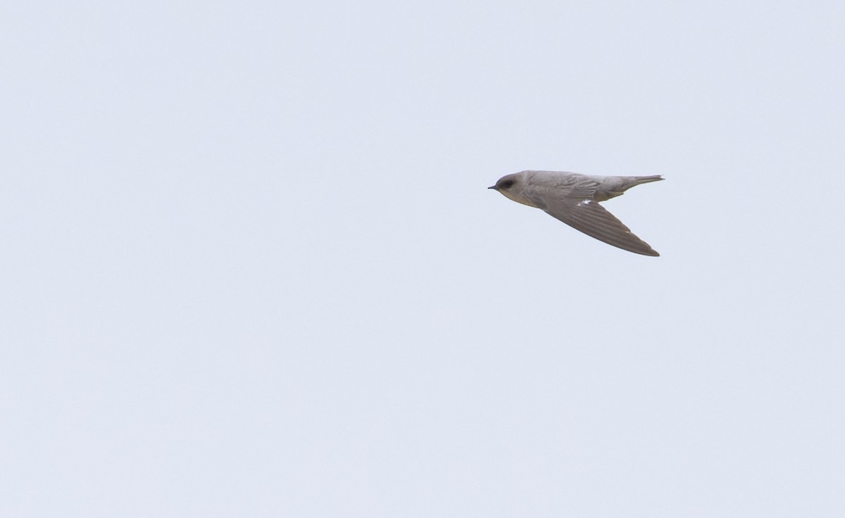 Rock Martin (Pale Crag-Martin) - ML621797062