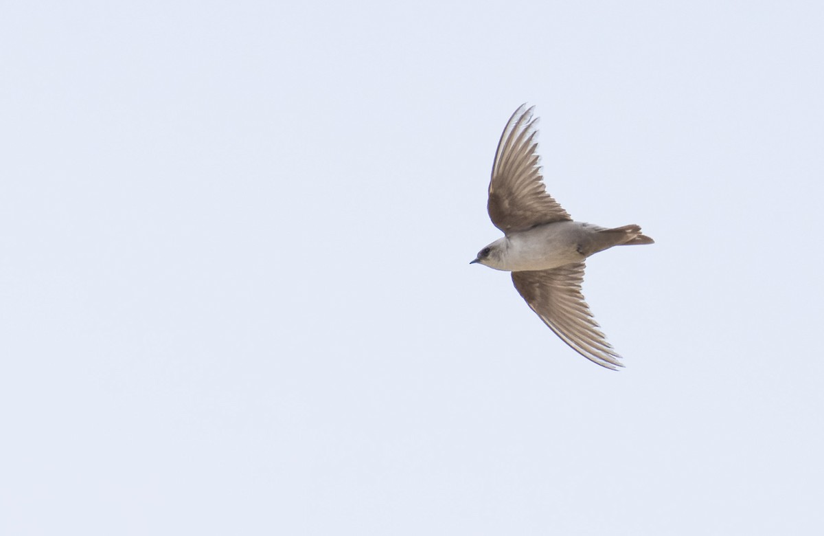 Rock Martin (Pale Crag-Martin) - ML621797063