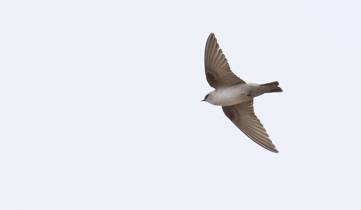 Rock Martin (Pale Crag-Martin) - ML621797065