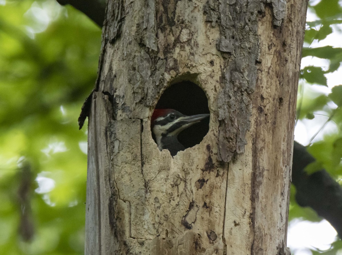 Pileated Woodpecker - ML621797078