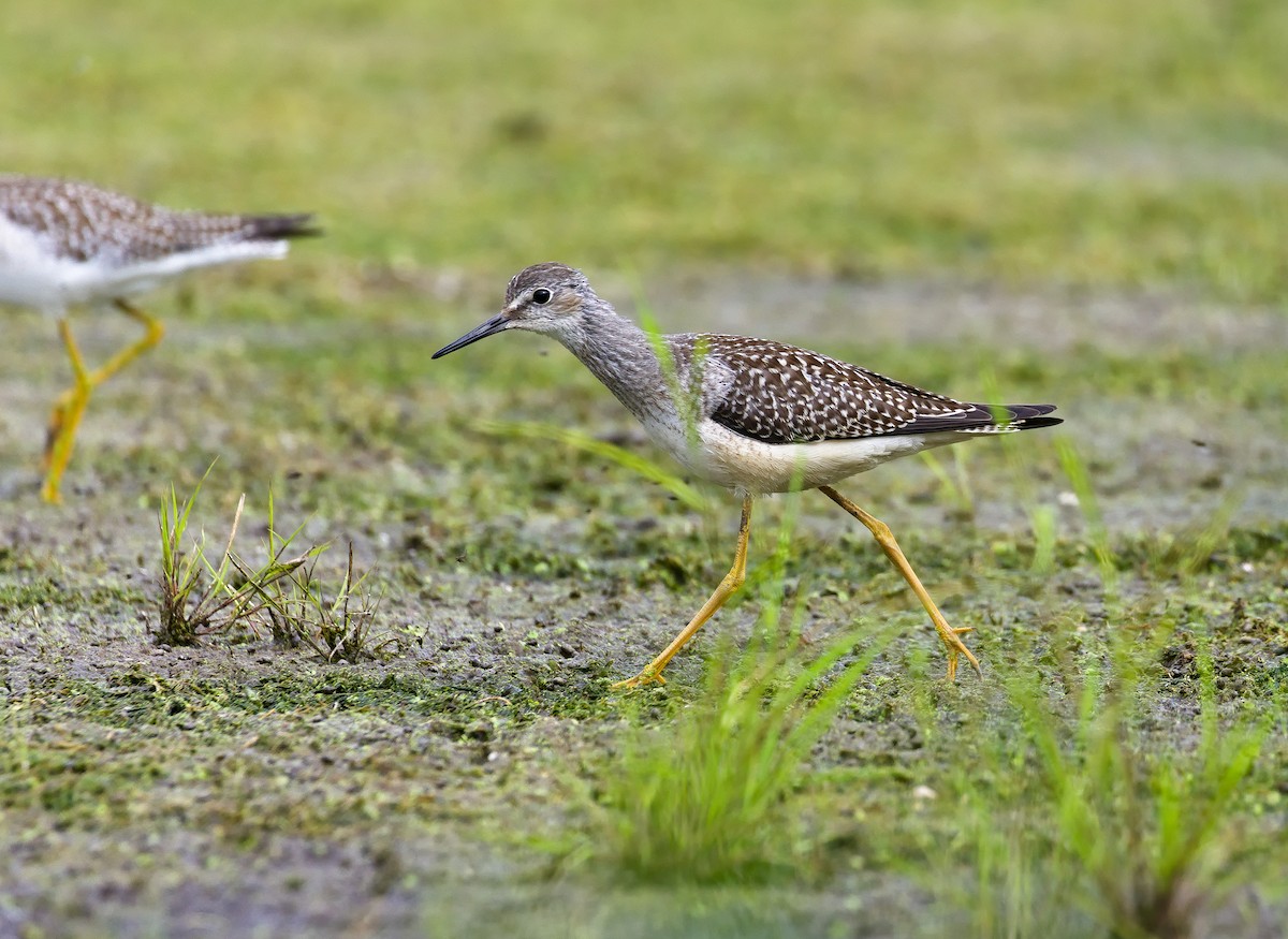 Lesser Yellowlegs - ML621797117