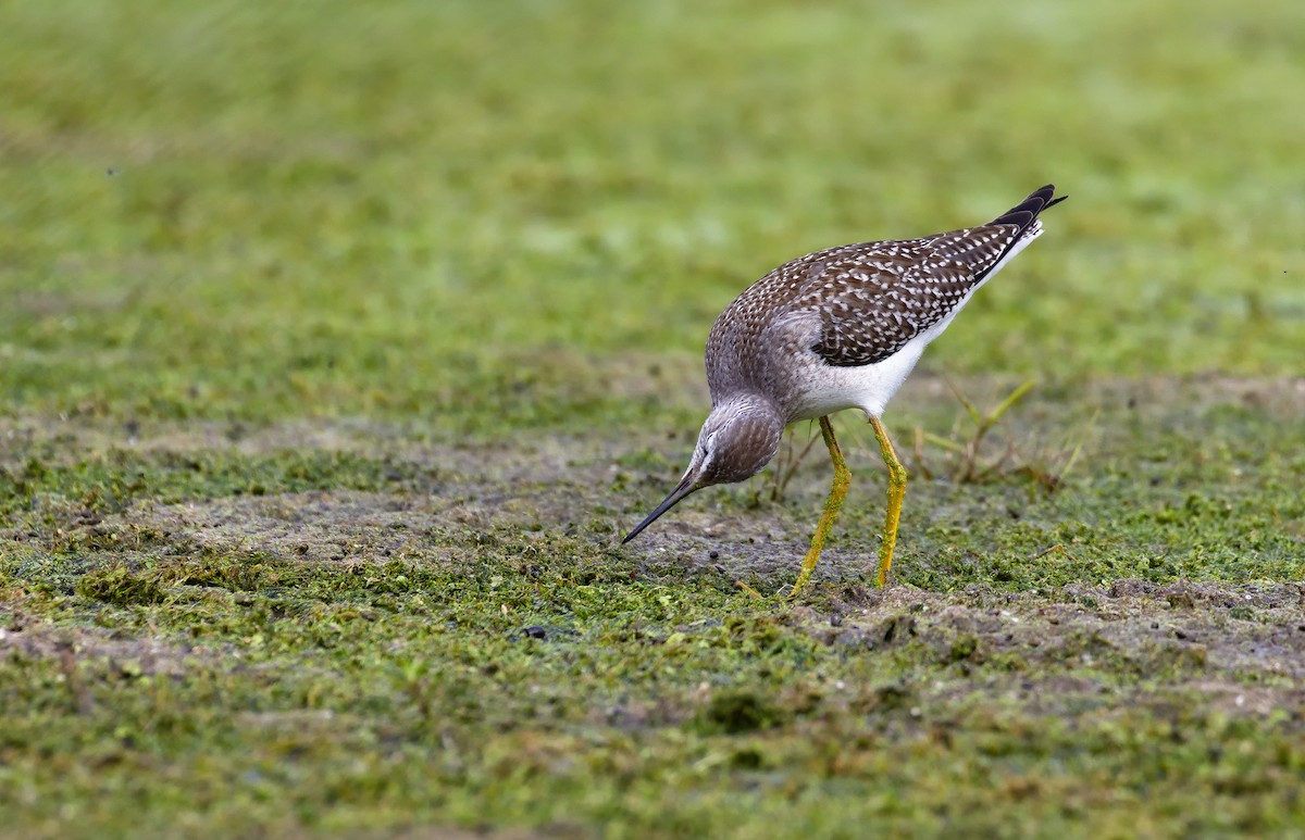 Lesser Yellowlegs - ML621797120