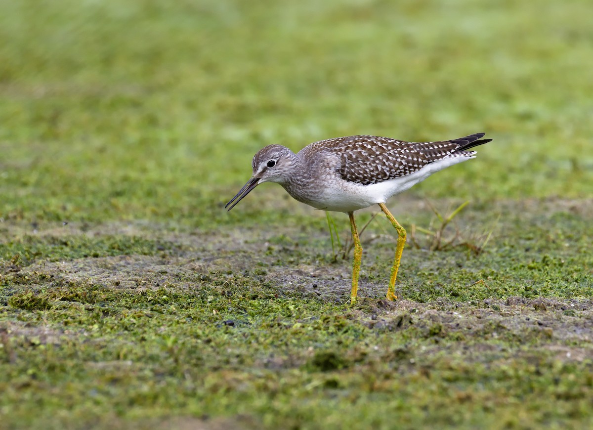 Lesser Yellowlegs - ML621797121