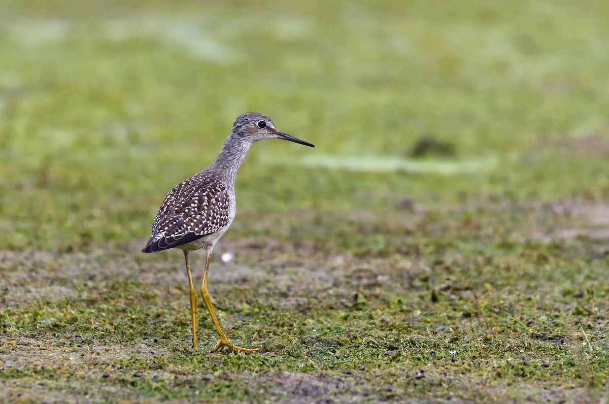 Lesser Yellowlegs - ML621797123