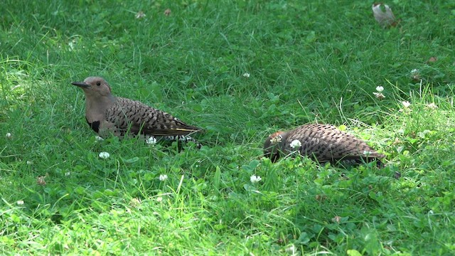 Northern Flicker - ML621797152