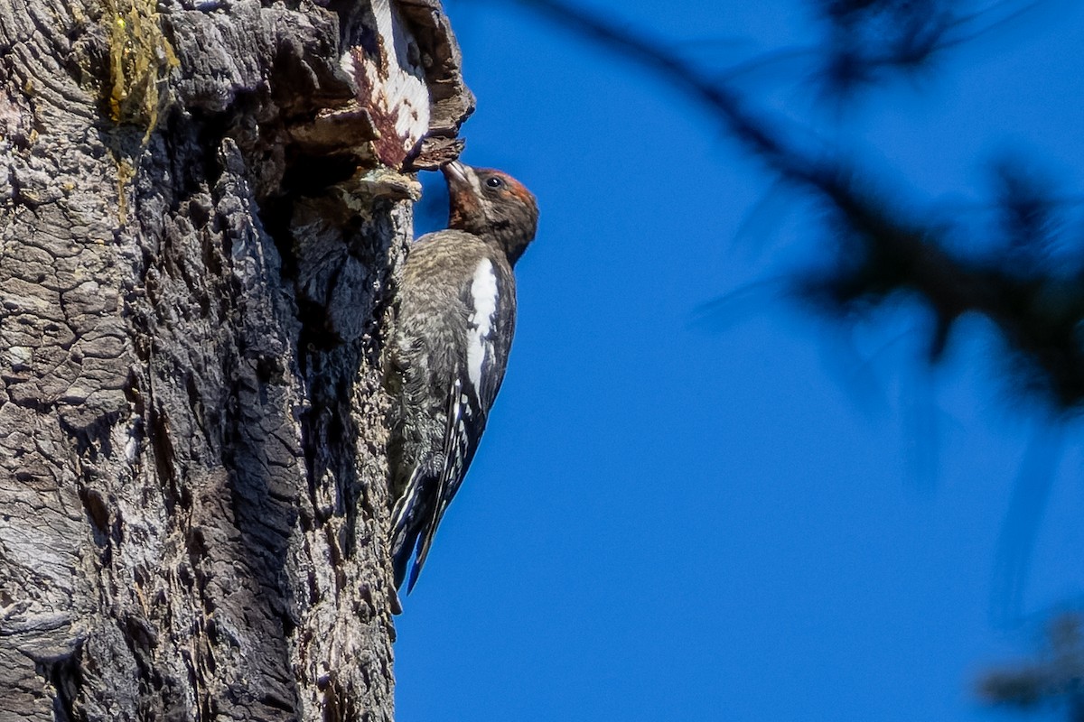 Red-breasted Sapsucker - ML621797205