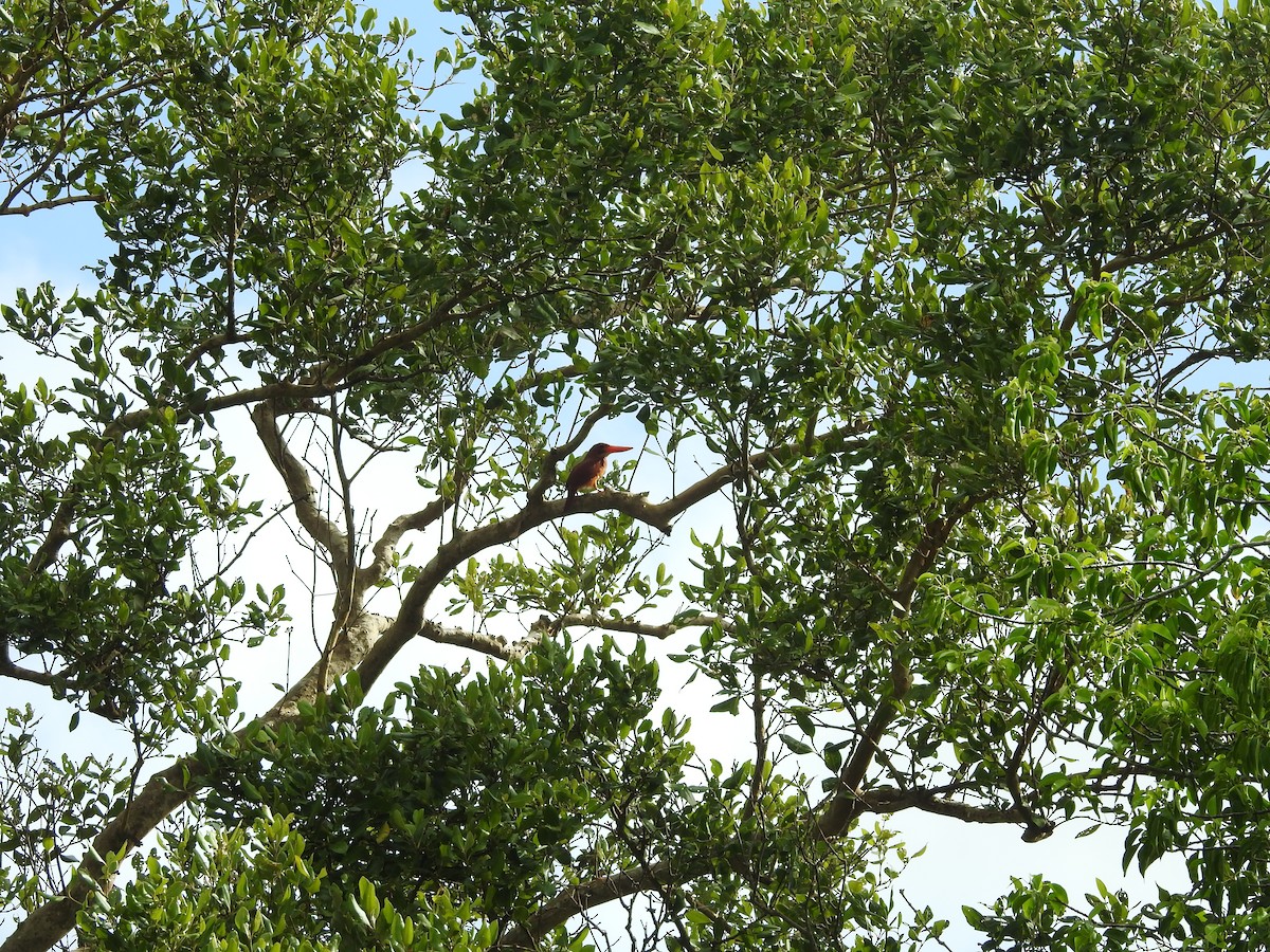 Ruddy Kingfisher - ML621797231