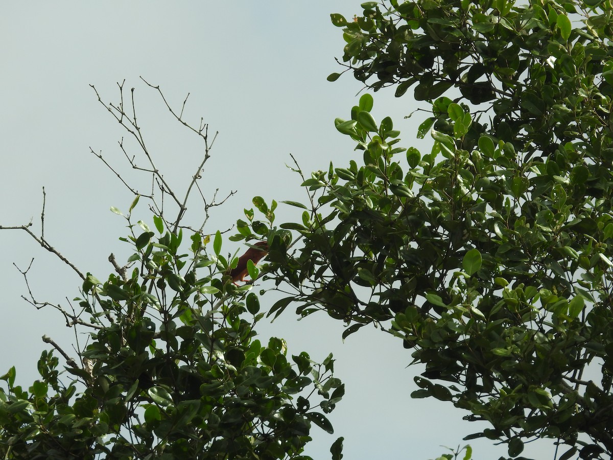 Ruddy Kingfisher - ML621797232