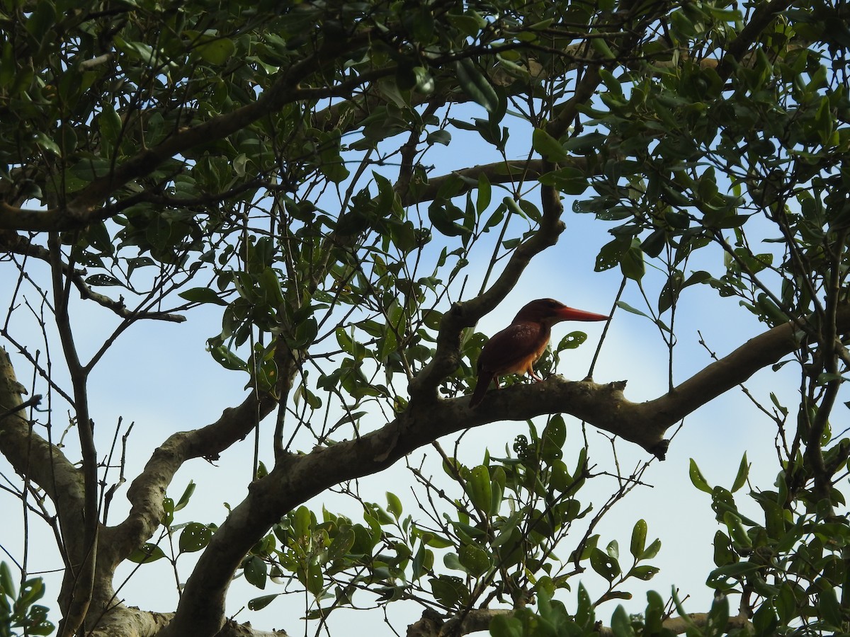 Ruddy Kingfisher - ML621797233