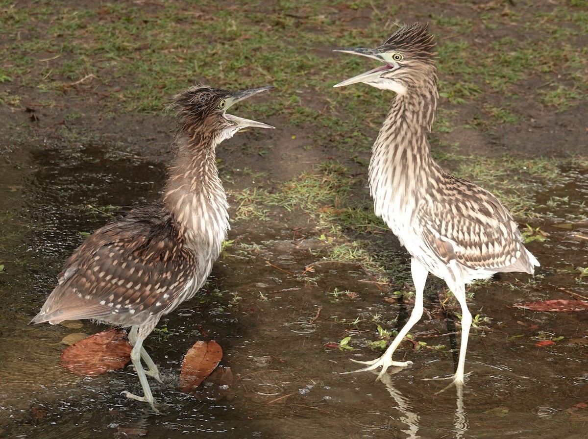 Nankeen Night Heron - ML621797254