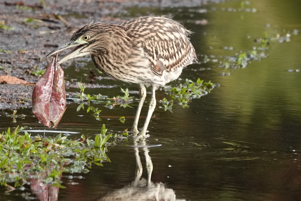 Nankeen Night Heron - ML621797255