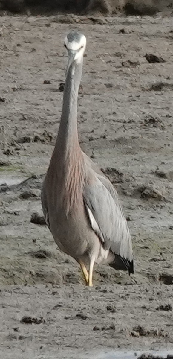 White-faced Heron - ML621797273