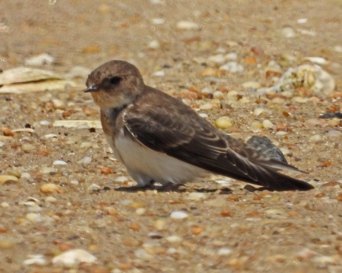 Bank Swallow - ML621797305