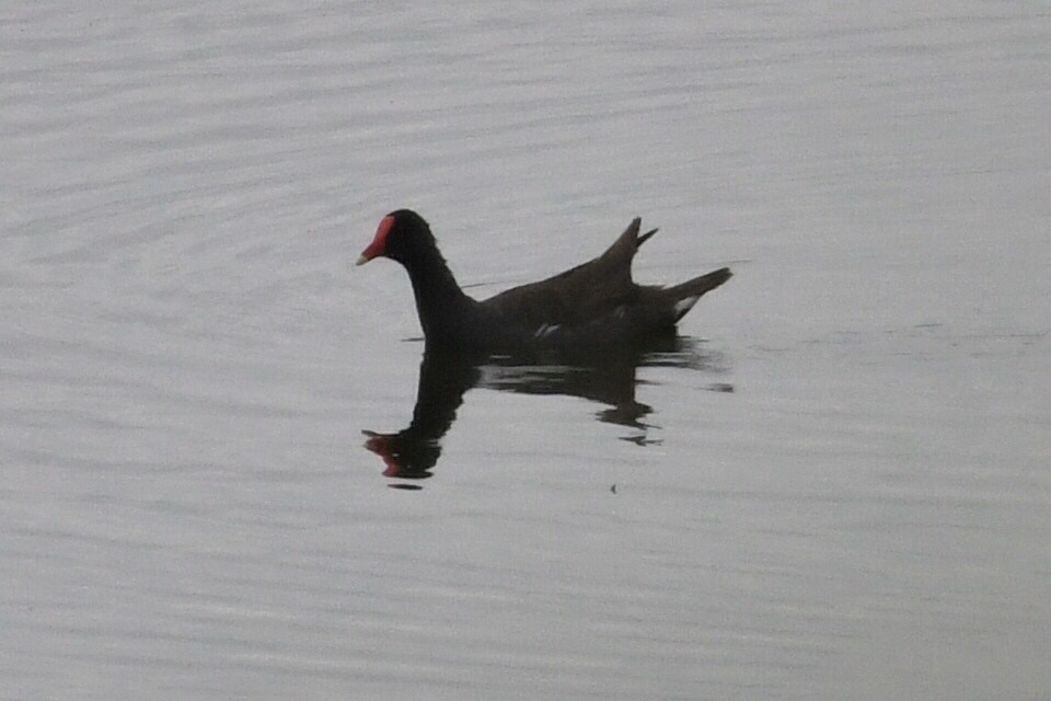 Common Gallinule - ML621797312