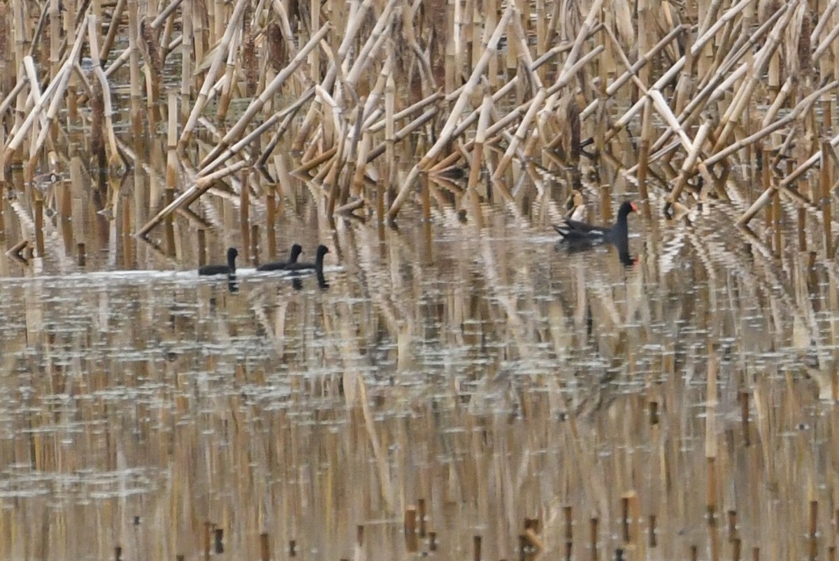 Common Gallinule - ML621797313