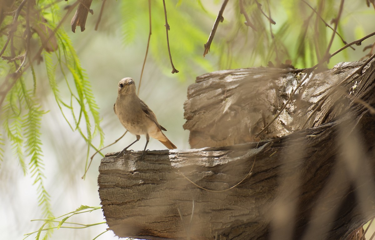 Common Redstart - ML621797315