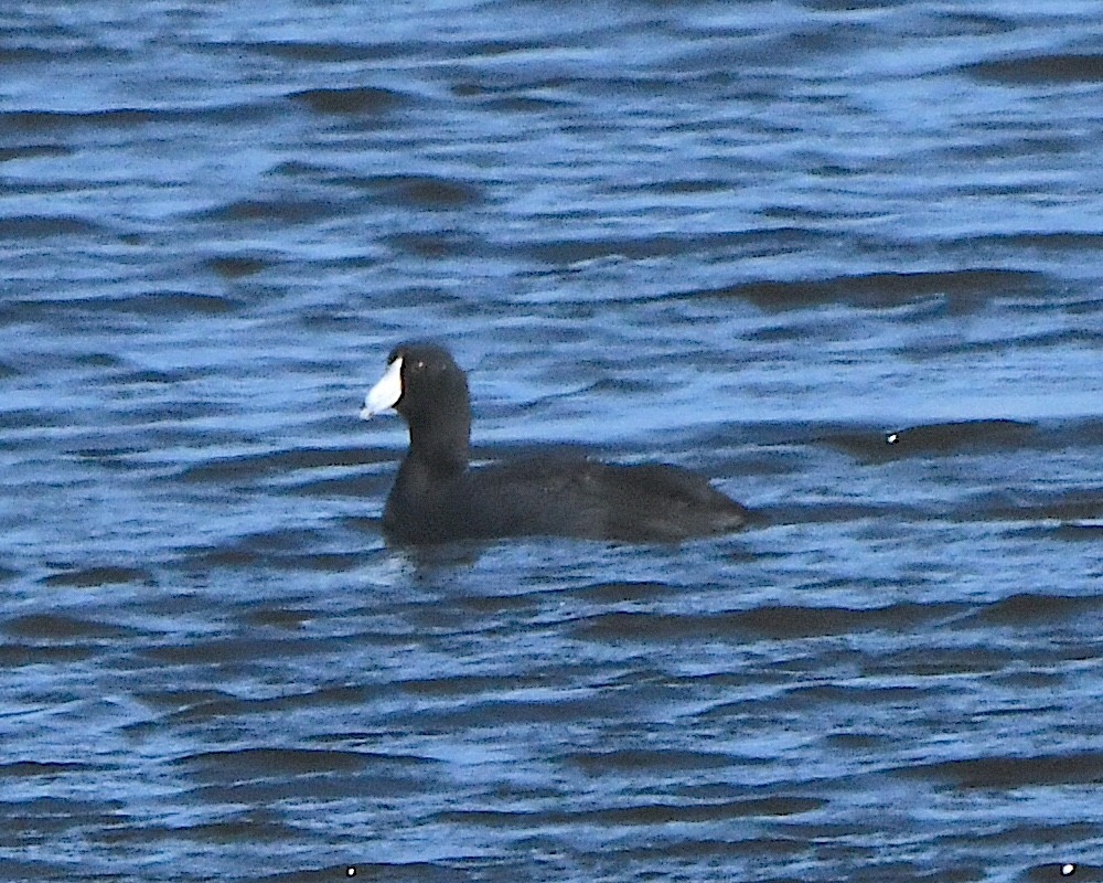 American Coot - ML621797389