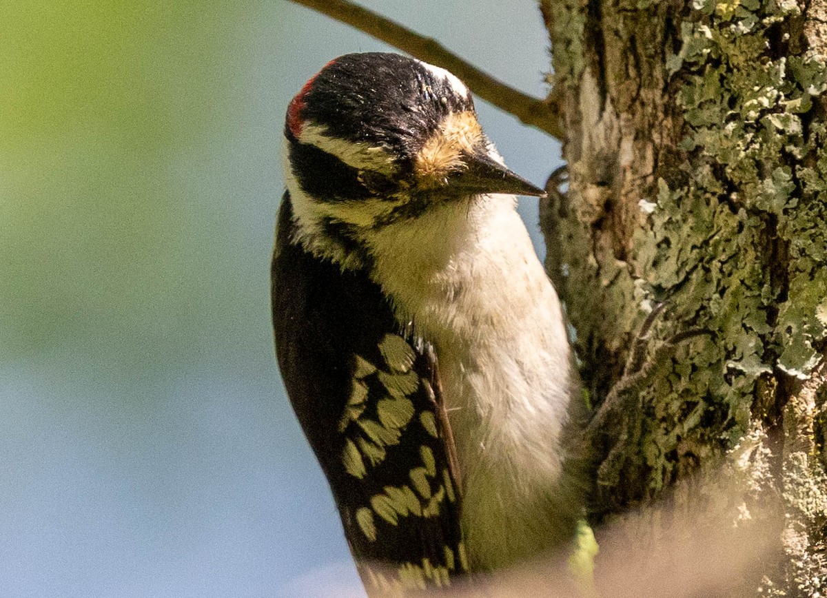 Downy Woodpecker - ML621797399