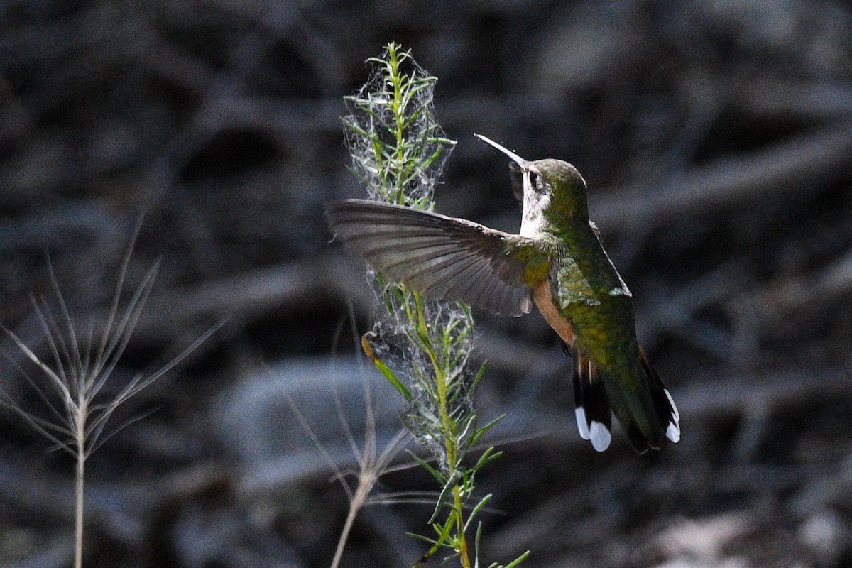 Broad-tailed Hummingbird - ML621797414