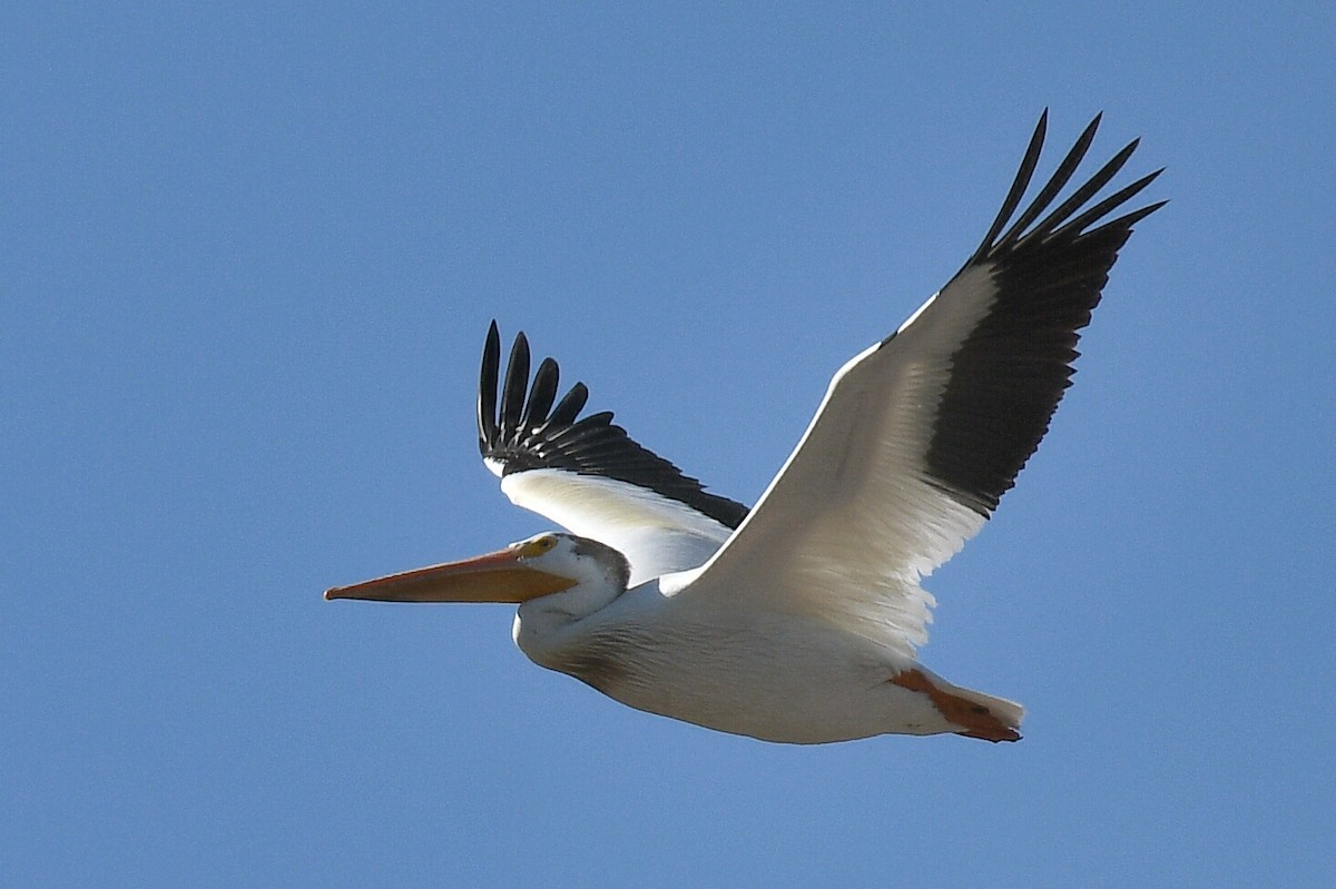 American White Pelican - ML621797417