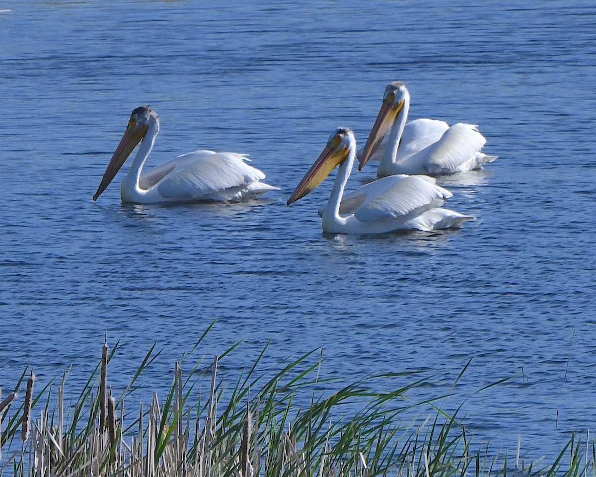 American White Pelican - ML621797418