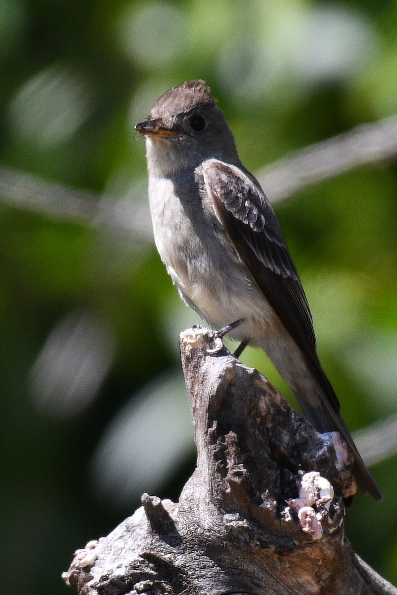 Western Wood-Pewee - ML621797440