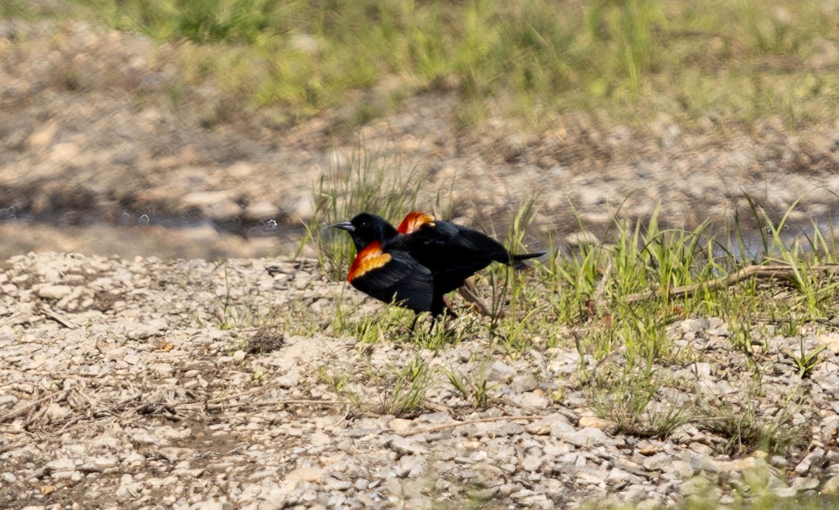 Red-winged Blackbird - ML621797446