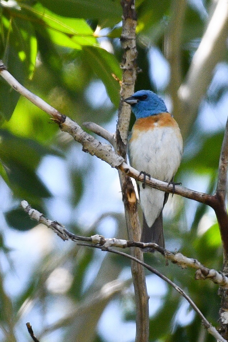 Lazuli Bunting - BC Wilkes