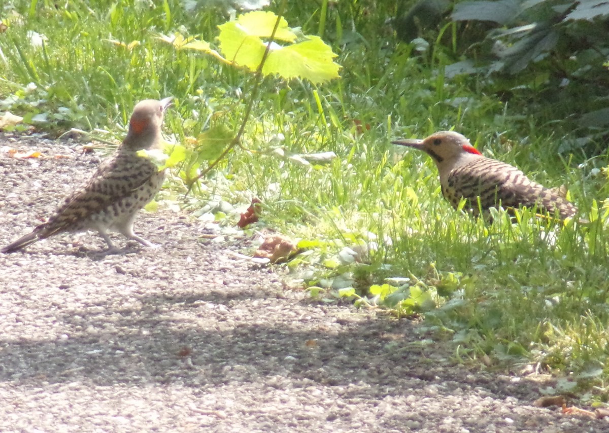 Northern Flicker - ML621797504