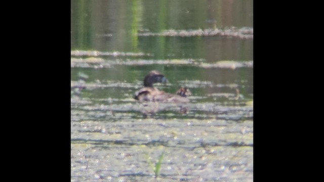 Pied-billed Grebe - ML621797526