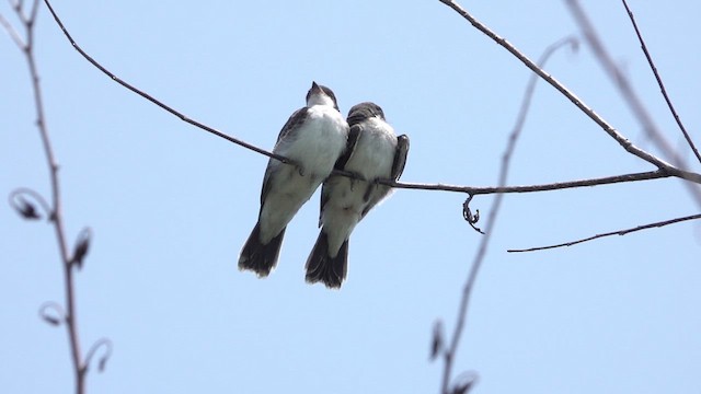 Eastern Kingbird - ML621797569