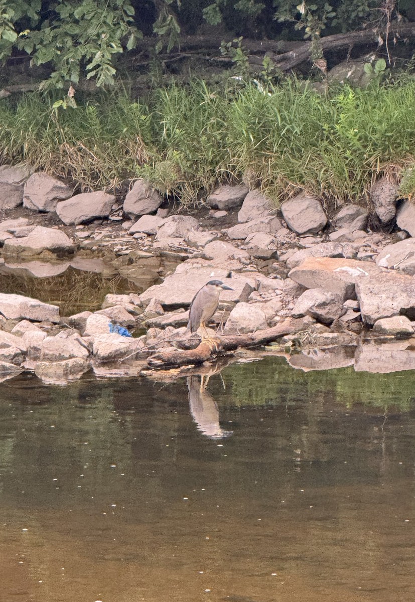 Black-crowned Night Heron - ML621797576