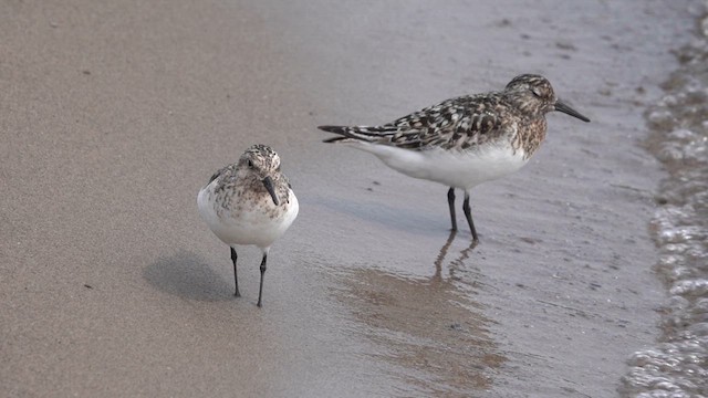 Bécasseau sanderling - ML621797580