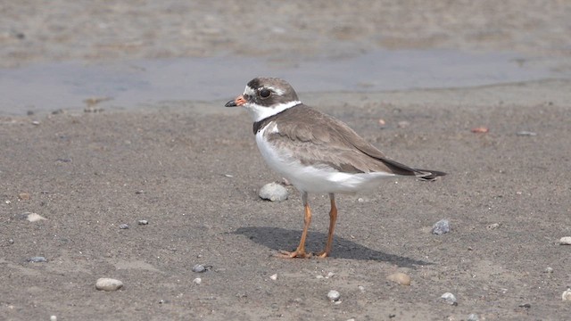 Semipalmated Plover - ML621797584