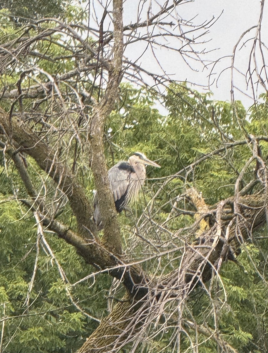 Great Blue Heron - ML621797588