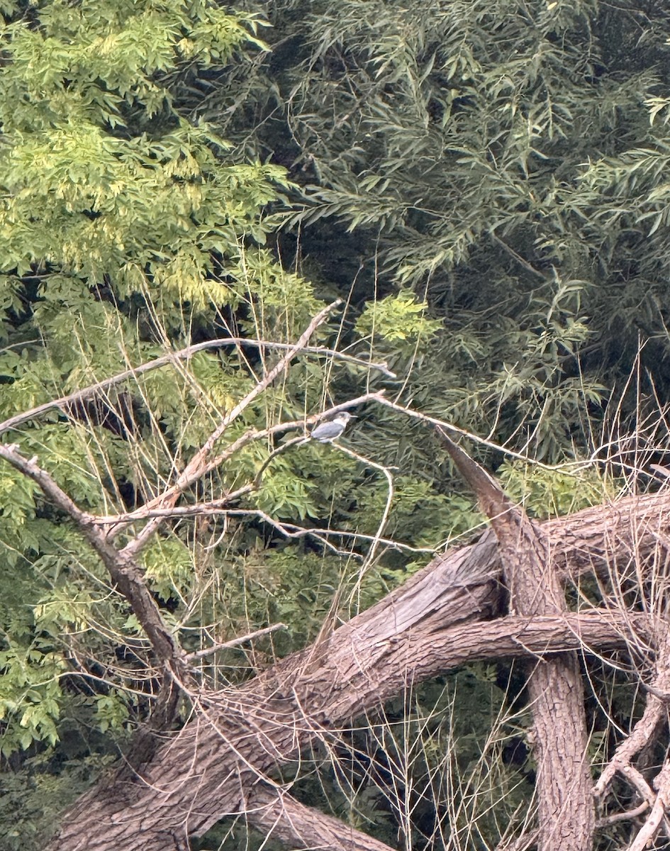 Belted Kingfisher - ML621797598