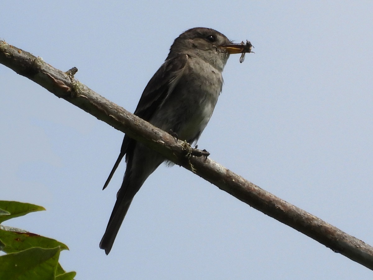 Western Wood-Pewee - X Xie