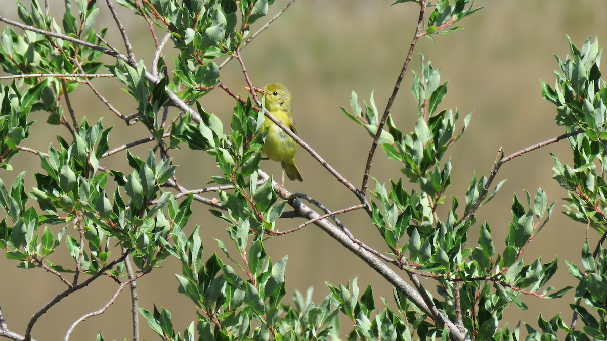 Yellow Warbler - ML621797878