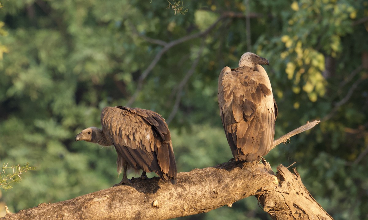 White-backed Vulture - ML621797881