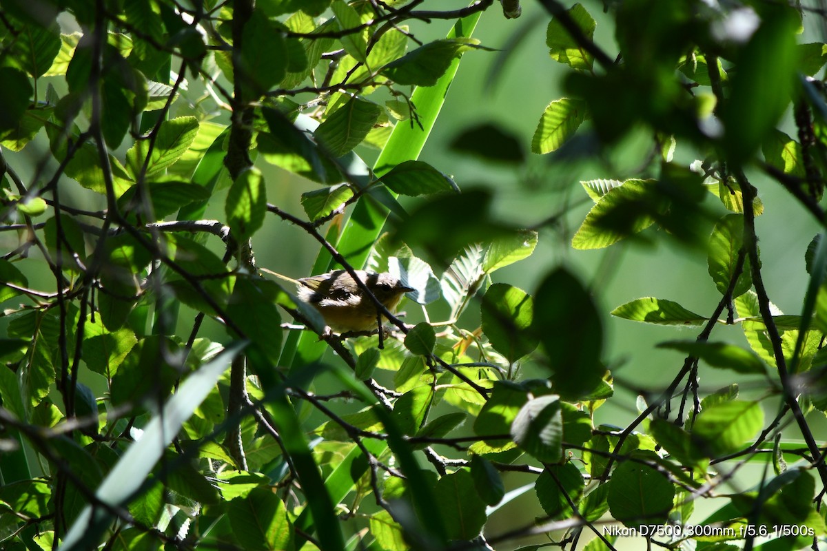 Common Yellowthroat - ML621797895