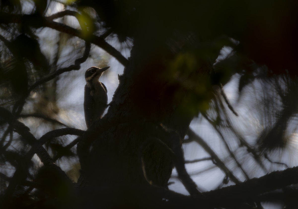 Hairy Woodpecker - ML621797930