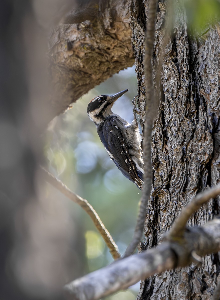 Hairy Woodpecker - ML621797931