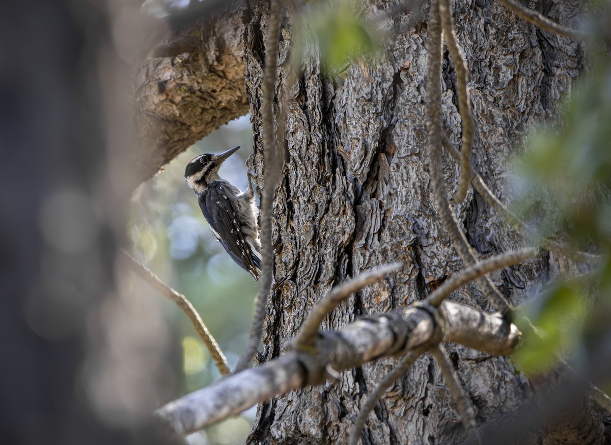 Hairy Woodpecker - ML621797932