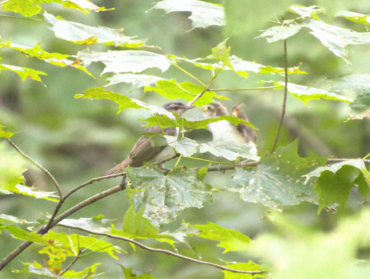 Red-eyed Vireo - Blake Rodgers