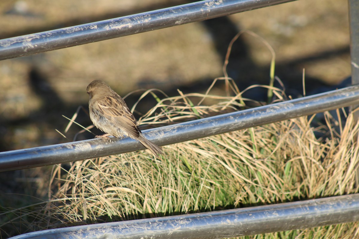 Moineau domestique - ML621797962